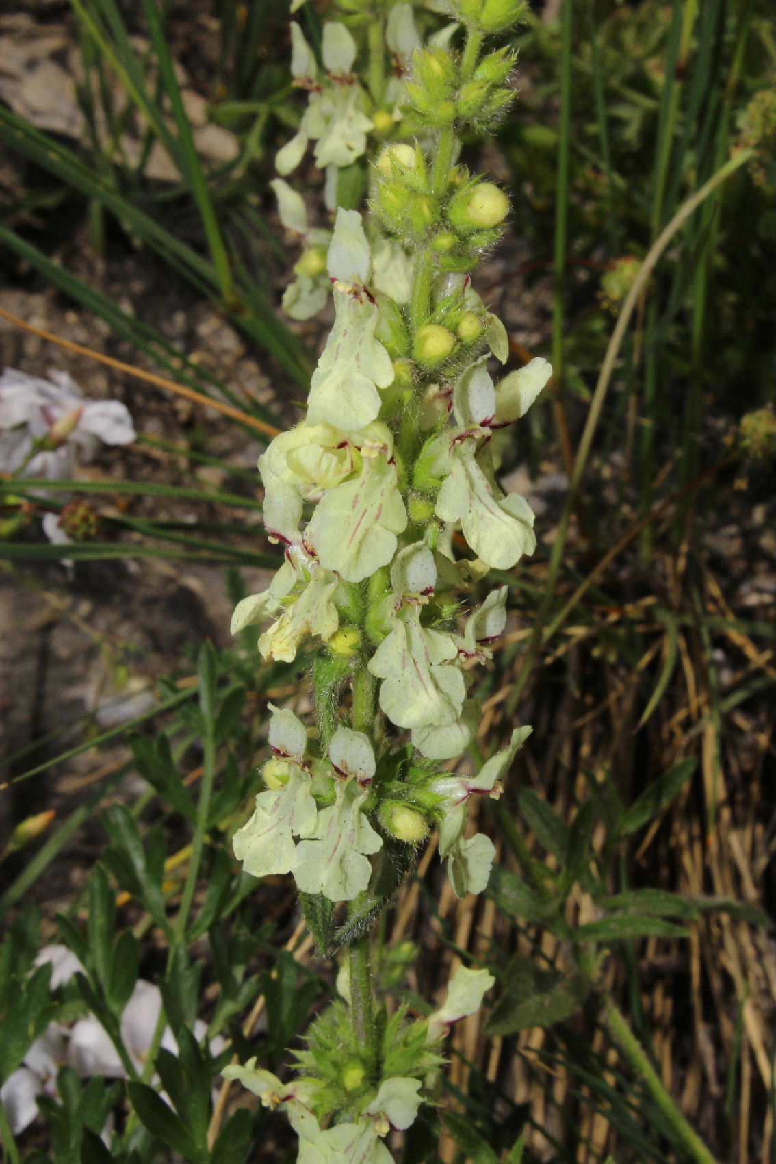 Stachys recta subsp. grandiflora / Stregona gialla